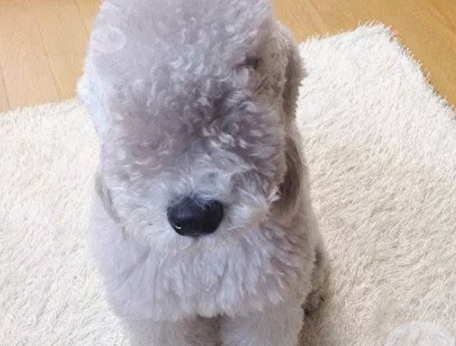贝灵顿梗犬种全解析：起源、外观、特点与饲养指南