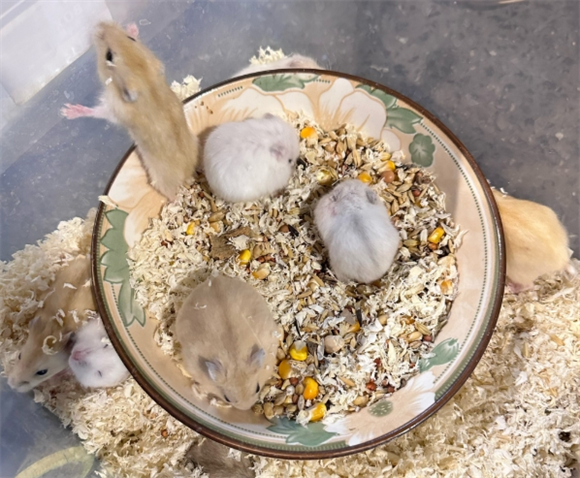 仓鼠肿瘤全解析