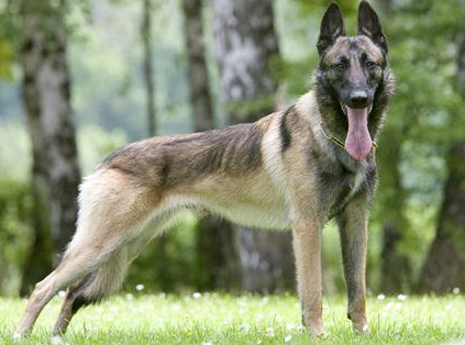 从牧羊犬到明星犬:比利时坦比连犬的魅力 从牧羊犬到明星犬:比利时坦比连犬的魅力