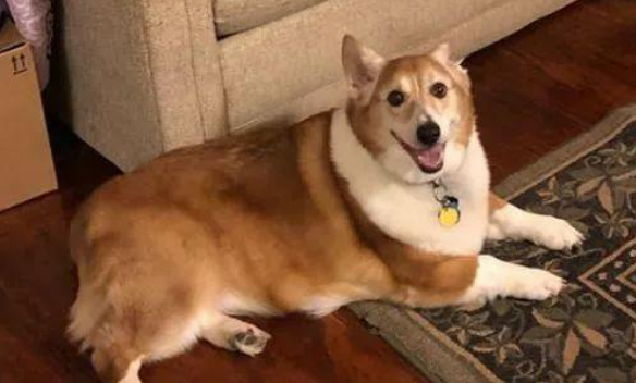 威尔斯柯基犬的体重与健康有什么关系？