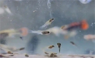 孔雀鱼生产与换水的全面指南