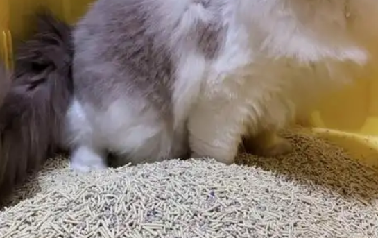 pidan混合猫砂怎么样?矿土豆腐双配方,洁净便捷新体验 pidan混合猫砂怎么样?矿土豆腐双配方,洁净便捷新体验
