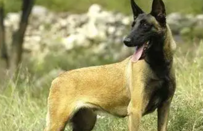 比利时坦比连犬性格特点:忠诚与警惕并存 比利时坦比连犬性格特点:忠诚与警惕并存
