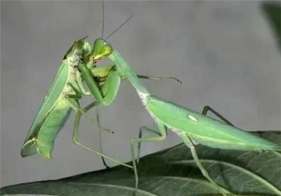 螳螂蚂蚱的区别