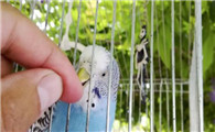 笼养虎皮鹦鹉怎么上手