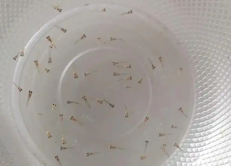 探索:孔雀鱼卵的形态与特点 探索:孔雀鱼卵的形态与特点