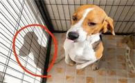 从自由的小猎犬,到被困的实验犬,比格的命运是如何发生转折的?