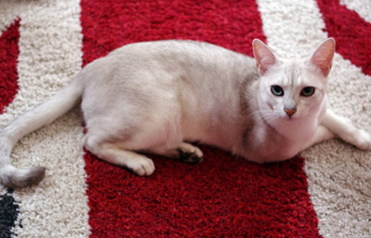 猫猫品种介绍——波米拉猫! 猫猫品种介绍——波米拉猫!