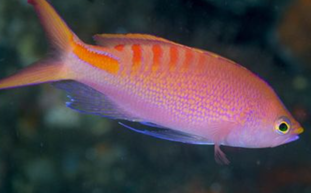 元族水族宠物跨界非遗,马尾绣鱼缸装饰成市场新宠 元族水族宠物跨界非遗,马尾绣鱼缸装饰成市场新宠