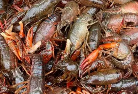 一亩养多少龙虾 一亩养多少龙虾