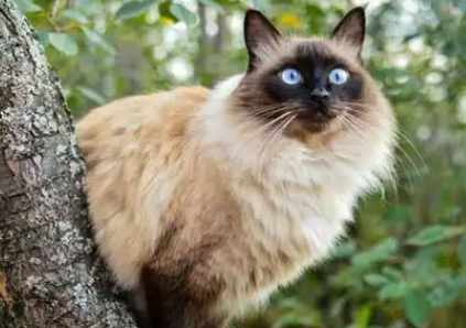 巴厘猫和暹罗猫哪个贵 巴厘猫和暹罗猫哪个贵