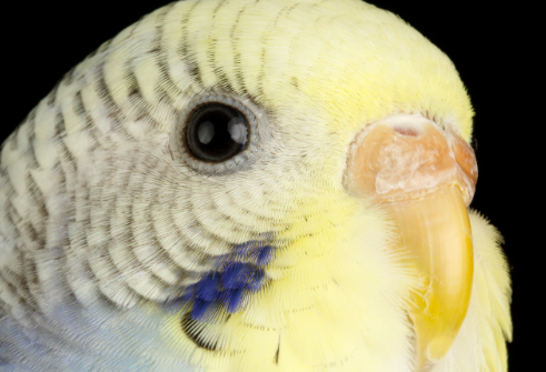 小虎皮鹦鹉多少钱一只