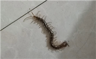 客厅发现蜈蚣什么预兆