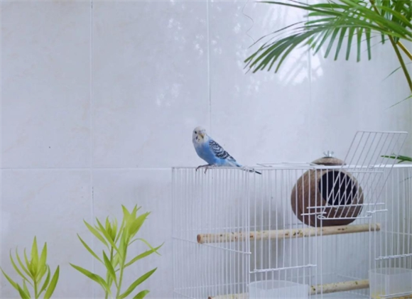 虎皮鹦鹉养一只活不久