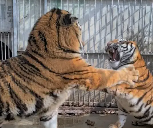 美女虎和爆丑公虎恋爱两年,一点动静没有,这可急坏了饲养员 美女虎和爆丑公虎恋爱两年,一点动静没有,这可急坏了饲养员