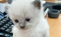 见过茶杯犬那有见过“茶杯猫”吗?