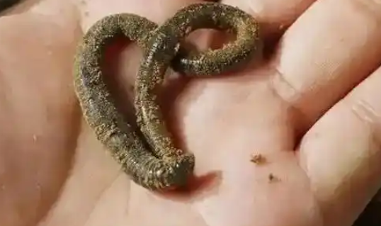 怎样能挖到蚯蚓