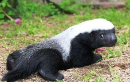 蜜獾能活多少岁