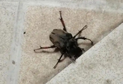蜣螂会飞吗