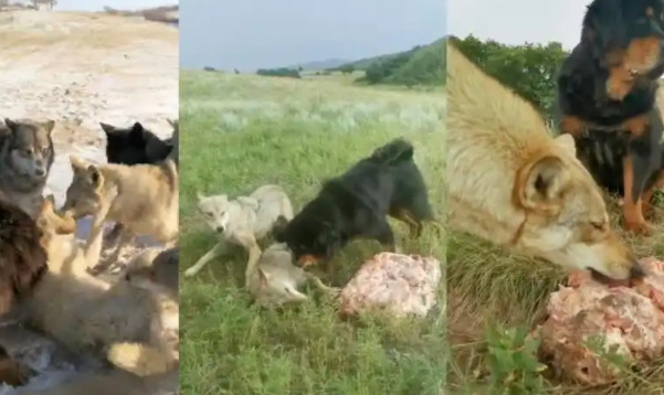 藏獒的威猛与挑战：从高原神犬到平原生态克星