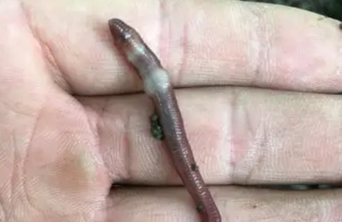 活蚯蚓怎么保存