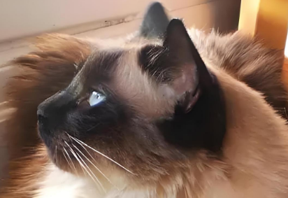 想要了解巴厘猫吗？本文将为您提供全面介绍与指南
