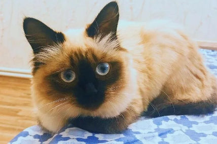 巴厘猫：一种自带异域风情品种的猫