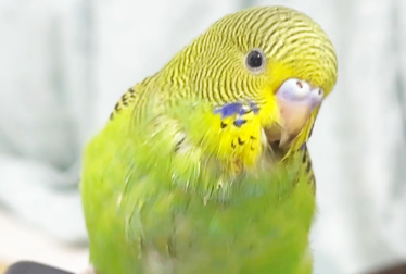 要弄清楚来历,切不可擅自饲养来历不明的鹦鹉 要弄清楚来历,切不可擅自饲养来历不明的鹦鹉