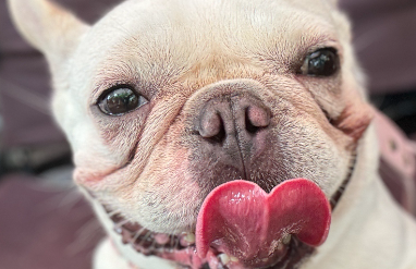 假期“免费住家看宠物”引纠纷 假期“免费住家看宠物”引纠纷