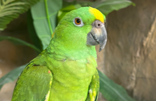 要弄清楚来历,切不可擅自饲养来历不明的鹦鹉 要弄清楚来历,切不可擅自饲养来历不明的鹦鹉