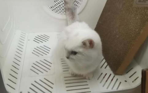 猫猫烘干新选择:鸟语花香烘干箱体验分享 猫猫烘干新选择:鸟语花香烘干箱体验分享