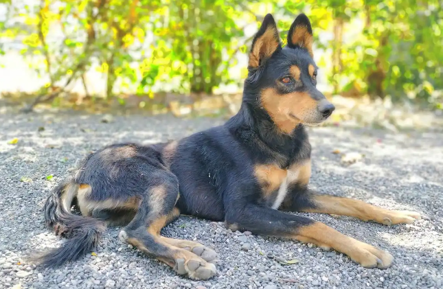 马犬饲养全攻略:打造你的忠诚伙伴 马犬饲养全攻略:打造你的忠诚伙伴
