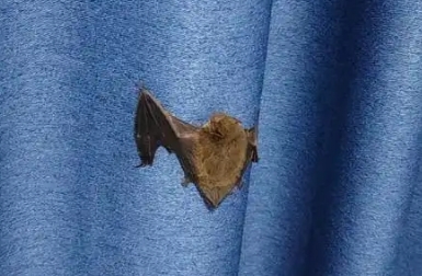 怎么样能赶走蝙蝠