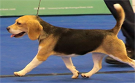 比格犬吃素？比格犬吃素的情况及建议