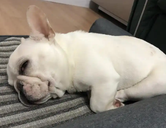 小狗口吐白沫怎么治疗