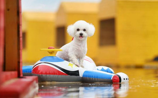 四季贵宾犬的双面人生:从宠儿到流浪者的真实自白 四季贵宾犬的双面人生:从宠儿到流浪者的真实自白