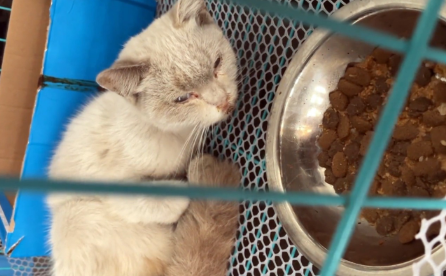 饿到走不动路的流浪猫,被带回家后不敢进门,一个月后颜值逆袭 饿到走不动路的流浪猫,被带回家后不敢进门,一个月后颜值逆袭