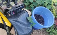 电捕捉蚯蚓犯法吗