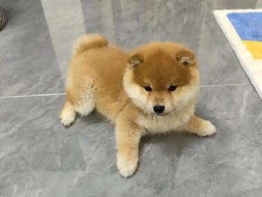 小奶狗可以吃蒸鸡蛋吗