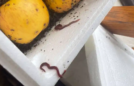 苹果能养蚯蚓吗