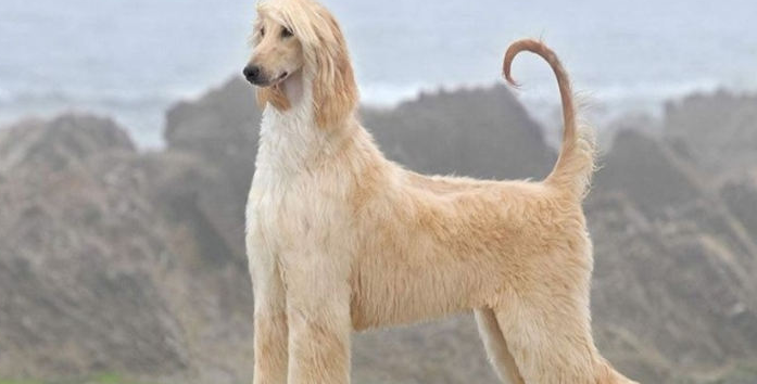 阿富汗猎犬性格怎么样？智商如何？