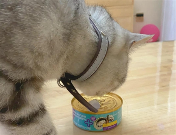 虎太郎猫罐头和猫粮哪个更有营养 虎太郎猫罐头和猫粮哪个更有营养