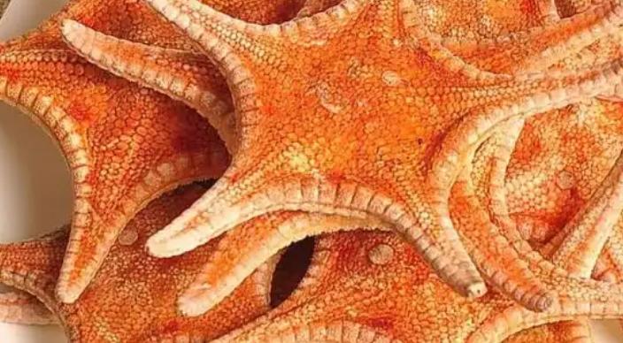 海星属于什么种类的动物