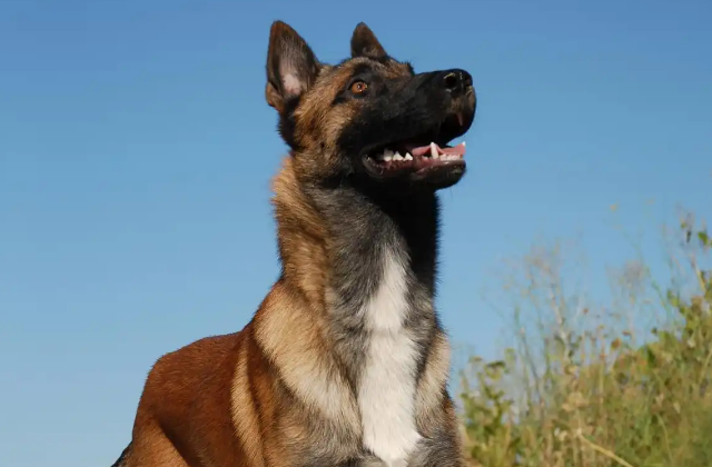 揭秘马犬色彩背后的秘密! 揭秘马犬色彩背后的秘密!