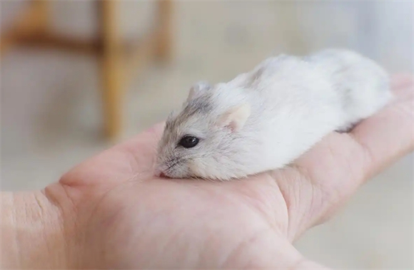 小仓鼠的趣味日常：你知道多少？