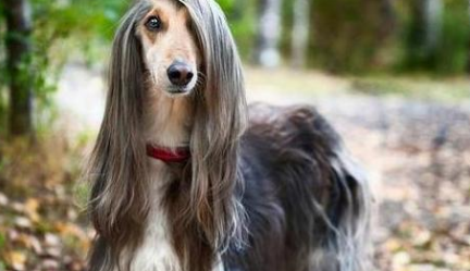 阿富汗猎犬价格为什么差这么多，什差一起来看看！