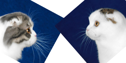 苏格兰折耳猫：甜蜜伴侣与特别养护指南