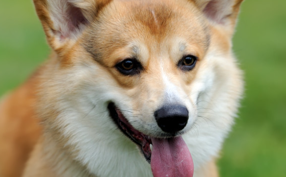 威尔斯柯基犬的种类有哪些？本文一一为你介绍