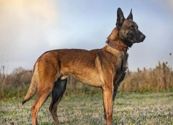 马犬的基本特性，你们知道吗？