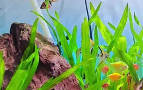 养鱼先养草，孔雀鱼的幸福水草园来啦